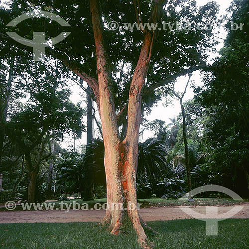  Árvore Pau Brasil - Jardim Botânico do Rio de Janeiro - RJ - Brasil  - Rio de Janeiro - Rio de Janeiro - Brasil