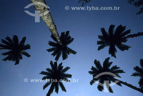  Detalhe de palmeiras imperiais (Roystonea oleraceae) com céu ao fundo - Ilha Grande - Angra dos Reis - Rio de Janeiro - Brazil  - Rio de Janeiro - Rio de Janeiro - Brasil