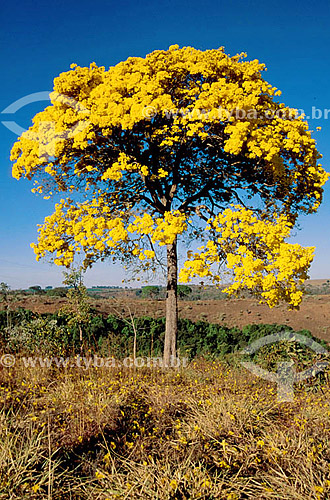  (Tecoma longiflora) Ipê Amarelo - Presidente Olégario - Mg - Brasil  - Minas Gerais - Brasil