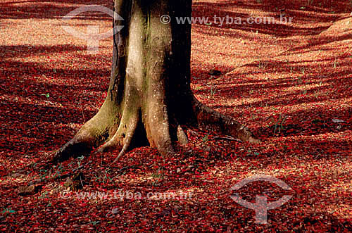  (Delonix regia) Raiz de Flamboyant - árvore - Leme - SP - Brasil  - Leme - São Paulo - Brasil