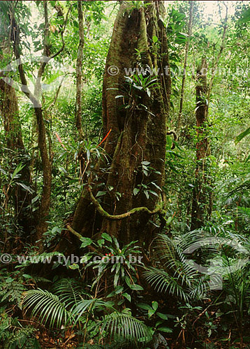  Árvore com epífitas - Serra do Mar  - PR - Brasil / Data: 1996

  O trecho da Mata Atlântica que inicia-se na Serra da Juréia, em Iguape/SP e vai até à Ilha do Mel, em Paranaguá/PR é Patrimônio Mundial Natural da UNESCO desde 1999. 