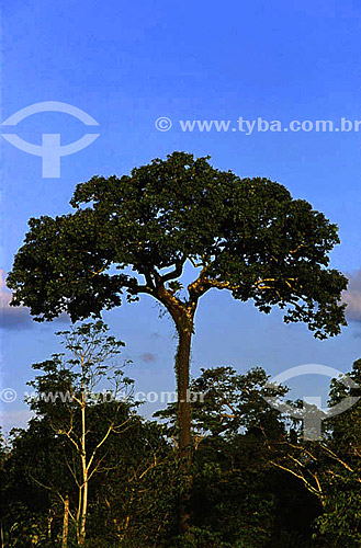  Castanheira (Bertholletia excelsa), árvore, Amazônia / Data: 2008 