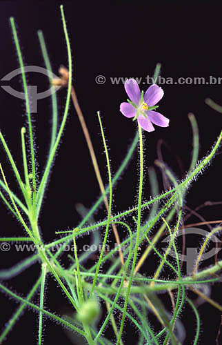  (Byblis liniflora) - planta carnívora 