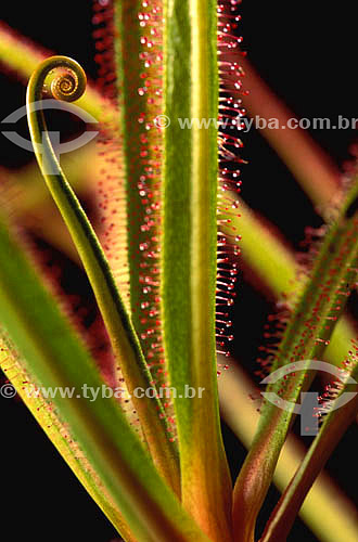  (Drosera regia) Drosera - planta carnívora 