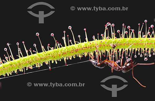  (Drosera binata) - planta carnívora com uma formiga 