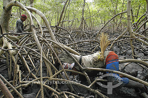  Catadores de caranguejos em manguezal no delta do rio Parnaiba - Piauí - Brasil - Fevereiro 2006  - Piauí - Brasil