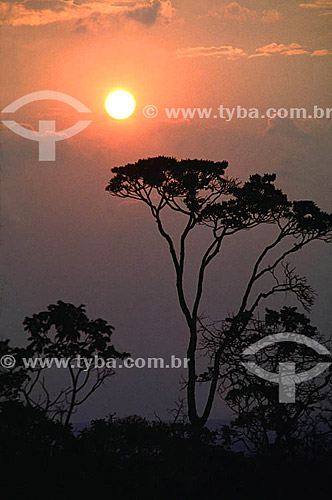  Pôr-do-sol entre árvores no Distrito Federal - Brasil  - Brasília - Distrito Federal - Brasil