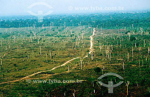  Desmatamento na floresta Amazônia - Brasil 