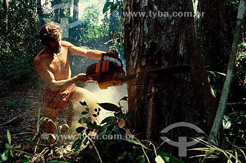  Homem com uma motosserra cortando uma árvore - Desmatamento - Mata Atlântica - Brasil 