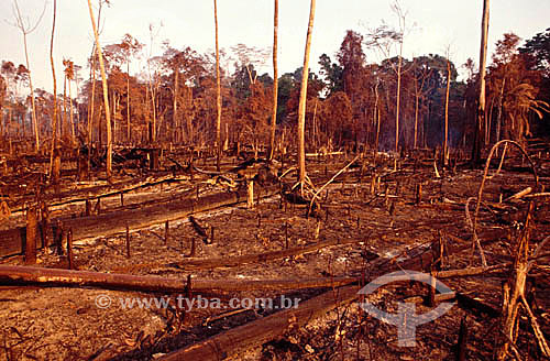  Queimada na Floresta Amazônica - AM - Brasil  - Amazonas - Brasil