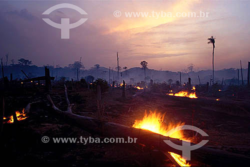  Incêndio na Floresta Amazônica - AM - Brasil  - Amazonas - Brasil