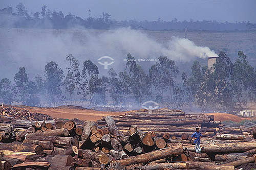  Desmatamento - Toras de Mogno em serraria em Paragominas - Pará - Brasil
Data: outubro de 2008 