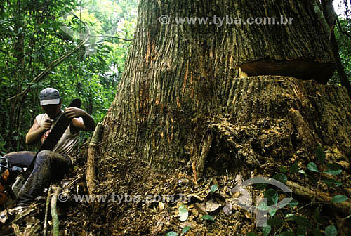  Homem cortando castanheira com serra elétrica - desmatamento - Amazônia - Brasil. Data: 2001 