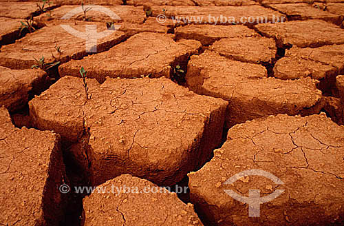  Chão de barro rachado - Vegetação crescendo em terra seca - Estiagem - Ceará - Nordeste - Brasil - 2000  - Ceará - Brasil