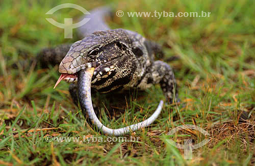  (Tupinambis teguixin) Lagarto Teiu devorando uma cobra - PARNA do Pantanal Matogrossense  - MT - Brasil

  A área é Patrimônio Mundial pela UNESCO desde 2000.  - Mato Grosso - Brasil