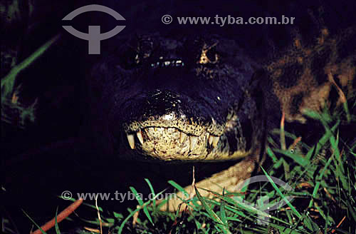  (Caiman crocodylus yacare) Jacaré - PARNA do Pantanal Matogrossense  - MT - Brasil

  A área é Patrimônio Mundial pela UNESCO desde 2000.



Alligator - Pantanal National Park - Brazil  - Mato Grosso - Brasil