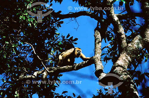  (Alouatta caraya) Macaco Bugio Fêmea - PARNA do Pantanal Matogrossense  - MT - Brasil

  A área é Patrimônio Mundial pela UNESCO desde 2000.  - Mato Grosso - Brasil