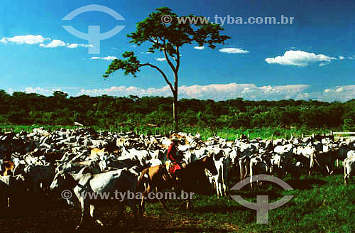  Pecuária - PARNA do Pantanal Matogrossense  - MT - Brasil

  A área é Patrimônio Mundial pela UNESCO desde 2000.  - Mato Grosso - Brasil