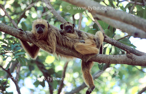  Assunto: Macaco Bugio fêmea (Alouatta caraya) no  Parque Nacional (PARNA) do Pantanal Matogrossense  / Local: Mato Grosso (MT) - Brasil

  A área é Patrimônio Mundial pela UNESCO desde 2000. 