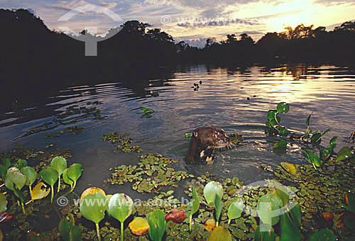  (Pteronura brasiliensis) Ariranha - PARNA do Pantanal Matogrossense  - MT - Brasil

  A área é Patrimônio Mundial pela UNESCO desde 2000.  - Mato Grosso - Brasil