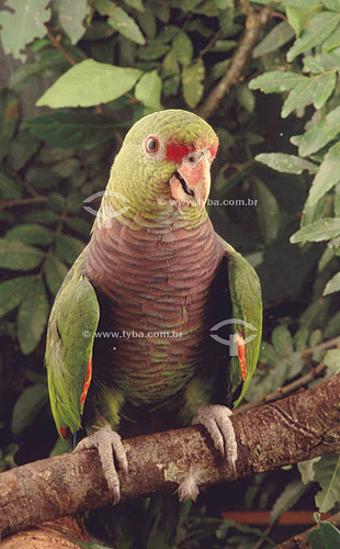  (Amazona vinacea) Papagaio-de-Peito-Roxo - sul do Brasil


  - Rio Grande do Sul - Brasil
