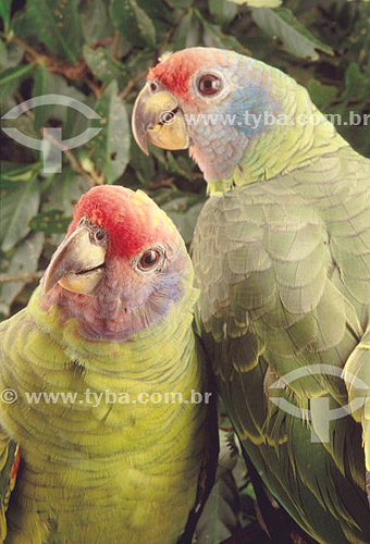 (Amazona brasiliensis) Papagaio-de-Cara-Roxa ou Chauá - sul do Brasil 

  O trecho da Mata Atlântica que inicia-se na Serra da Juréia, em Iguape/SP e vai até à Ilha do Mel, em Paranaguá/PR é Patrimônio Mundial Natural da UNESCO desde 1999.  - Paraná - Brasil