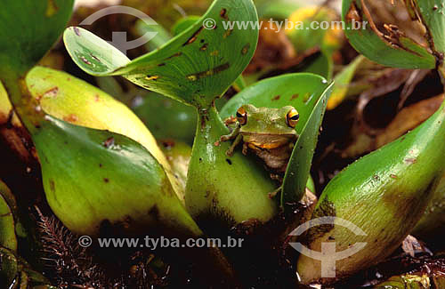  (Hyla pulchella) Perereca-verde dentro de folha de aguapé - Taim - RS - Brasil  - Rio Grande do Sul - Brasil