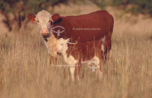  Vaca com bezerro - Alegrete - RS - sul do Brasil  - Alegrete - Rio Grande do Sul - Brasil