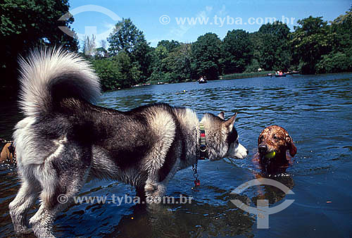  Cachorros no Central Park - Nova York - NY - Estados Unidos 