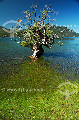  Árvore no Lago lacar - san martin de los andes - patagonia -  argentina / Data: 2007 
