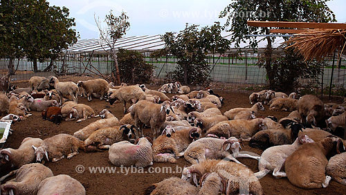  Criação de carneiros - Izmir - Turquia - Outubro de 2007 