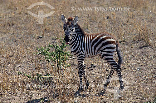  Filhote de Zebra-de-burchell (Equus burchelli), Reserva de Fauna Masai Mara, Quênia - África Oriental 