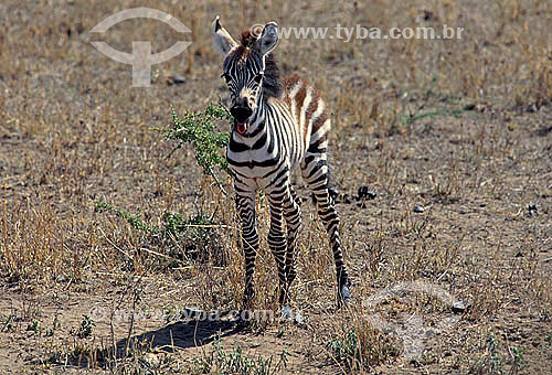  Filhote de Zebra-de-burchell (Equus burchelli), Reserva de Fauna Masai Mara, Quênia - África Oriental 