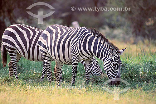  Zebras-de-burchell (Equus burchelli), Reserva de Fauna Masai Mara, Quênia - África Oriental 