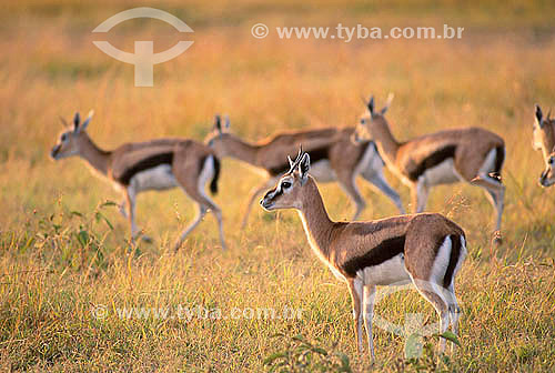  Gazela-de-thomson (Gazella thomsoni) - Reserva de Fauna Masai Mara - Quênia - África Oriental 