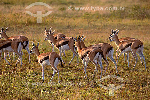  Gazela-de-thomson (Gazella thomsoni) - Reserva de Fauna Masai Mara - Quênia - África Oriental 