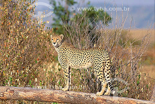  Guepardo ou Chita (Acinonyx jubatus) - Reserva de Fauna Masai Mara - Quênia - África Oriental 