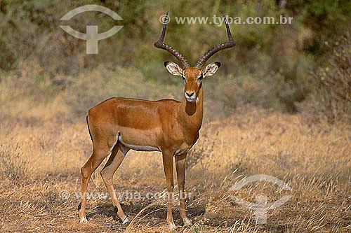  Impala (Aepyceros melampus) - Reserva de Fauna Masai Mara - Quênia - África 