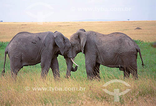  Elefante-africano (Loxodonta africana) - Reserva de Fauna Masai Mara - Quênia - África Oriental 