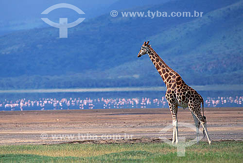  Girafa-de-rothschild (Giraffa camelopardalis rothschildi) - Parque Nacional Lago Kakuru - Quênia - África Oriental 