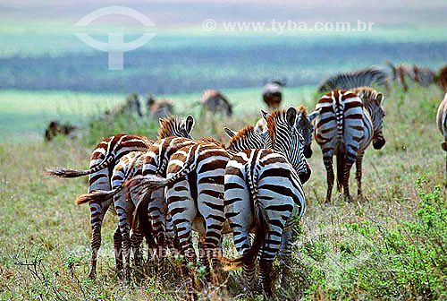  Zebras-de-burchell (Equus burchelli), Reserva de Fauna Masai Mara, Quênia - África Oriental 