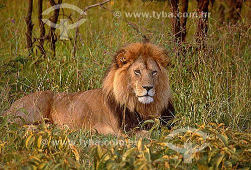  Leão Africano (Panthera leo) - Reserva de Fauna Masai Mara - Quênia - África Oriental 