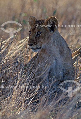  Leão Africano (Panthera leo) - Reserva de Fauna Masai Mara - Quênia - África Oriental 