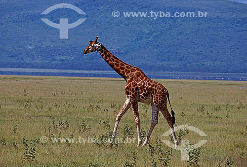  Girafa-de-rothschild (Giraffa camelopardalis rothschildi) - Parque Nacional Lago Nakuru - Quênia - África Oriental 