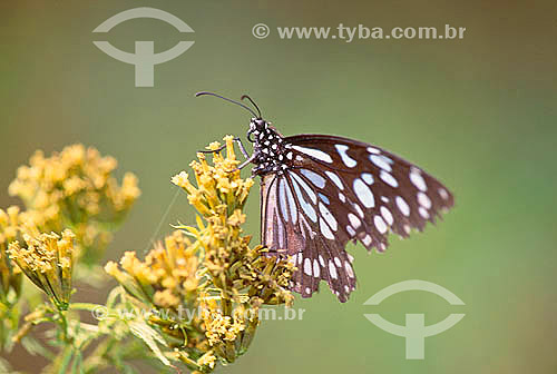  Borboleta (Papilio sp.) - Reserva de Fauna Masai Mara - Quênia - África Oriental 