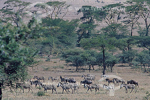  Zebras-de-burchell (Equus burchelli), Quênia - África Oriental 