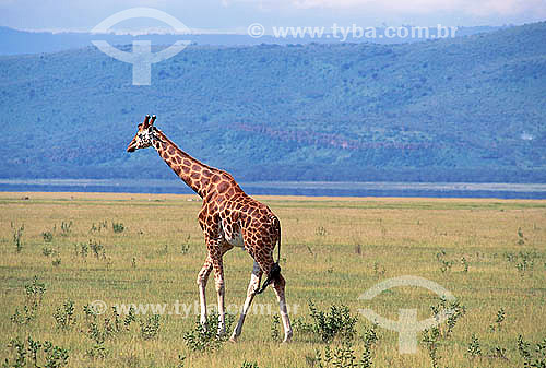  Girafa-de-rothschild (Giraffa camelopardalis rothschildi) - Parque Nacional Lago Kakuru - Quênia - África Oriental 