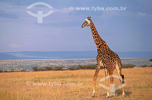  Girafa (Giraffa camelopardalis) - Quênia - África Oriental 