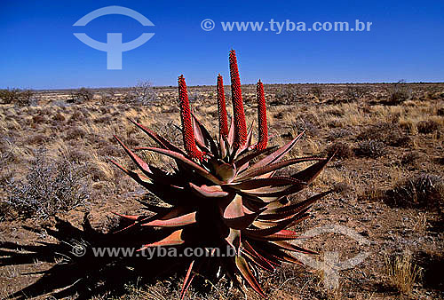  Tipo de Babosa (Aloe sp.) - África do Sul 