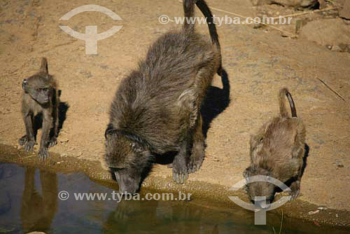  Babuinos (Papio papio) - Parque Nacional Pilanesburgo - África do Sul - Agosto de 2006 